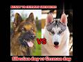 husky vs German shepherd😱/German shepherd vs Siberian husky who will win fight#short #wildlifehindi