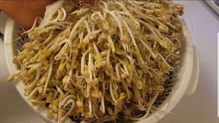 របៀបបណ្ដុះសណ្ដែកងាយៗ How to grow bean sprouts