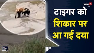 Valmiki Tiger Reserve | सूअर के पीछे दौड़ा बाघ, दबोचने को कूदा... मगर बिना शिकार किए ही वापस लौटा!