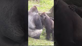 260#ゴリラ | D'jeeco Family 🦍 #shorts 【#金剛猩猩】 #2023Taipei Zoo 台北動物園