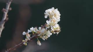 春日限定丨紫马岭公园的春日李花