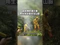 森林裡的黃衫軍，你知道他們是誰嗎？ 在台灣的故事 柯淑元 打火兄弟