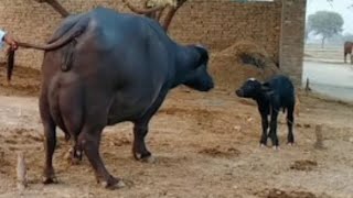 پیورنیلی کی بھینسں برائے فروخت#Nili Rave Buffalos for sale in punjab on YouTube sale،03065110914