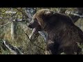 brown bears in russia s kamchatka