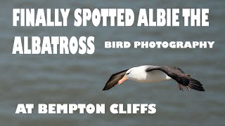 FINALLY PHOTOGRAPHED ALBIE THE BLACK BROWED ALBATROSS /BIRD PHOTOGRAPHY