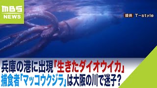 兵庫の港に出現「生きたダイオウイカ」…捕食者「マッコウクジラ」は大阪の川で迷子？（2023年1月11日）