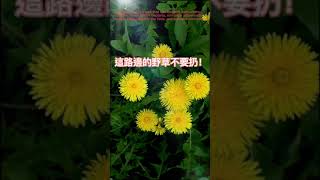 您知道嗎？蒲公英能抑菌、消炎、止痛，可美容養顏...Did you know that Dandelion can inhibit bacteria...?