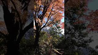 紅葉2021　秩父宮記念公園 12月初旬