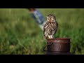 steenuil little owl