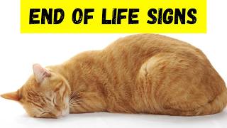 10 Signs Your Cat is Living Their Final Days