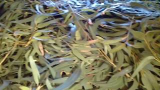 extraction d'huiles essentielles et hydrolat d'Eucalyptus