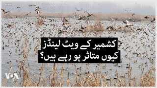 Status and Significance of Wetlands in Kashmir | VOA Urdu