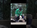 姜爷爷“双标”日常 에버랜드 愛寶樂園 fubao everland 大熊貓 강바오 giantpanda 강바오 kangbao 姜寶 강바오