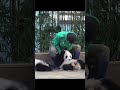 姜爷爷“双标”日常 에버랜드 愛寶樂園 fubao everland 大熊貓 강바오 giantpanda 강바오 kangbao 姜寶 강바오