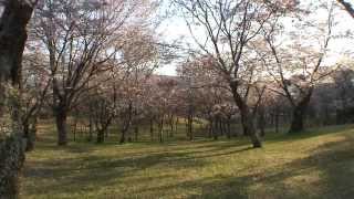 茨城県　磯部桜川公園の桜