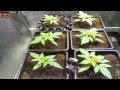 Dutch Passion Autoblueberry timelapsed grow - first update!