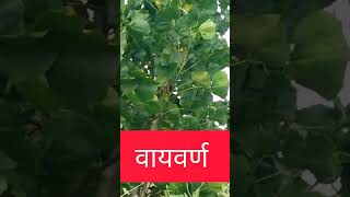 वायवर्ण | एक दुर्मिळ झाडं | ओळख झाडांची | आपला निसर्ग #maharashtradharma1 #nature