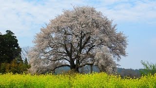 里見の一本桜　与市郎桜 （千葉県市原市）2015年4月6日