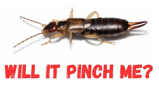 Will Earwigs Pinch You? (Interesting facts on Earwigs)