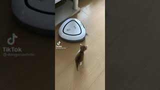 ルンバに当て逃げされた猫