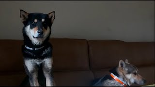 8 months old jindo doggies gathered into the owners room