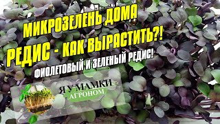 Микрозелень дома - Редис - Фиолетовый и зеленый. Как вырастить редис на микрозелень - Посадка.