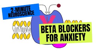 2-Minute Neuroscience: Beta Blockers for Anxiety