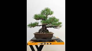 盆栽修行记NO.3#bonsai #盆栽 #黑松 #盆景艺术 #盆景制作