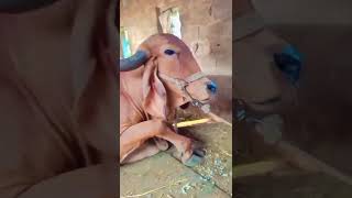 gir cow Porbandar cow best 👑🦅🥰🥰😘 #short#viral video#YouTube short#Porbandar