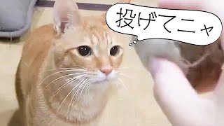 あれ、どこに？ 投げるフリにだまされないニャンコが最終的に…