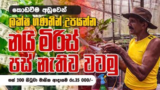 ලක්ෂ ගනන් උපයන්න නයි මිරිස් පස් නැතුව වවමු | Grow Chillies Without Soil \u0026 Earn 100 000 ! 🌱🔥