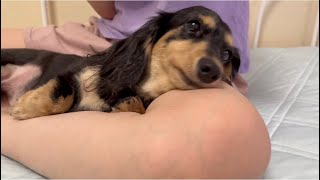 ママの膝枕で寝るかわいい犬【ミニチュアダックスフンド】dog