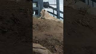 成日👑㉚ホワイトライオン・白獅子・リズムちゃん♦White_Lion・・・沖縄こどもの国・Okinawa Zoo \u0026 Museum(20220110)