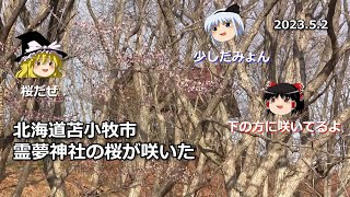 【ゆっくり観てね】2023.5.2　北海道苫小牧市にある「霊夢の神社」(糸井山神社)に桜が咲いた。魔理沙と妖夢が花見に来た。