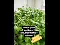 1/2 How to grow Sunflower Microgreens at home | EN + NL subs