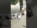 mashallah bakri #trending #shorts #youtube #viral #shorts video