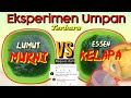 TES UMPAN TERBARU DENGAN KAMERA BAWAH AIR | LUMUT MURNI VS ESSEN KELAPA