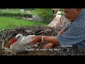 injured stork can’t migrate – her soulmate flies thousands of miles every year just for her