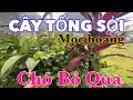 Cây TỐNG SỎI Rất Hay, THƯƠNG LÁI Thu Mua Rất Nhiều | CTVC