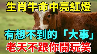 生肖牛要警惕了！未來一周，命中亮紅燈，有意料之外的「大事」，老天不跟你開玩笑！【智者明心】#生肖 #運勢 #命理 #屬相 #風水