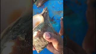 ஆழ் கடலில் பிடித்த சங்கு🐚🐚😱🙏😍 #fishing #viral #fish #tnfishermen #selvamfishchannel #lobster#seafood