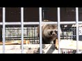 エゾタヌキ あん・しろ・あめ／おびひろ動物園