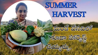 SUMMER   HARVEST || మండే వేసవిలో కూడా హార్వెస్ట్ చెయ్యచ్చు