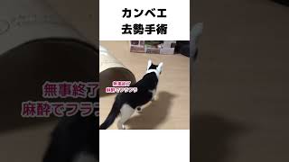 【ご報告】里親に出したカンベエ君の去勢手術が無事済みました。