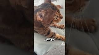 爪が出るほどのふみふみ　#shorts #ベンガル猫 #ふみふみ