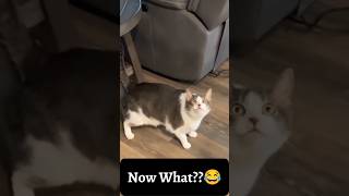 Funny cat compilation 🤣 | Try Not to laugh impossible 🤣🤣#shorts