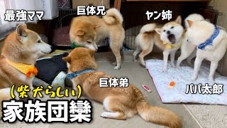 柴犬5匹の情報量多い団らんが本音ダダ漏れで分かりやすい柴犬可愛いwwww