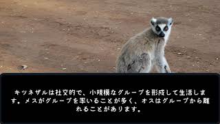 【解説動画】キツネザルの生態