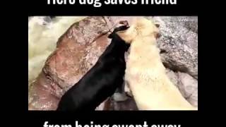 Friendship Goals: Dog Saves Friend From Being Swept Away