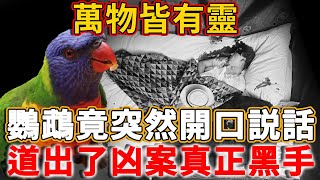 萬物皆有靈，動物竟開口說話了！一只被靈化的鸚鵡的一句話，竟然揭露了隱藏兩年的殺人犯 #禪語